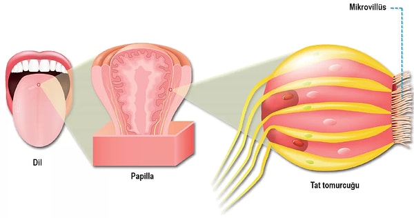 2. Dilimizin her yanı farklı bir tadı almaya yarıyor, yanlış! Ama şöyle desek daha doğru olur: Beyinde her biri belli bir tada ayarlanmış uzman reseptör hücreler var.