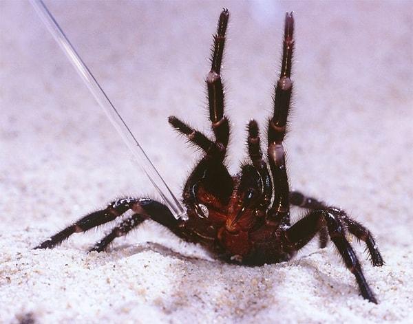 Yakın zamanda Tazmanya'da keşfedilen bir örümcek türü ise Marvel karakteri Venom'dan esinlenerek isimlendirildi.