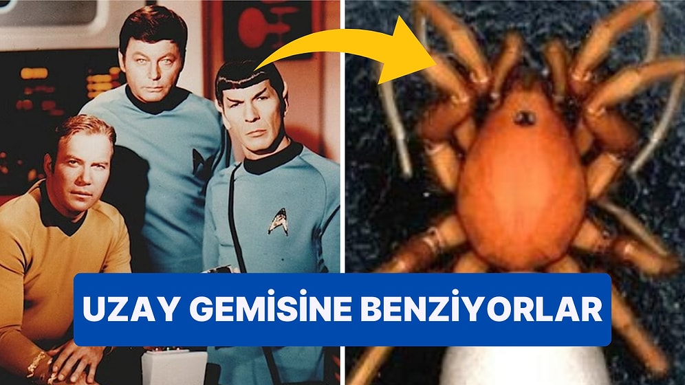 Star Trek Karakterlerinin İsimleri Yeni Keşfedilen Örümceklere Verildi