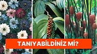 Soframıza Gelmeden Önceki Halleriyle Sizi Şaşırtacak 10 Baharat