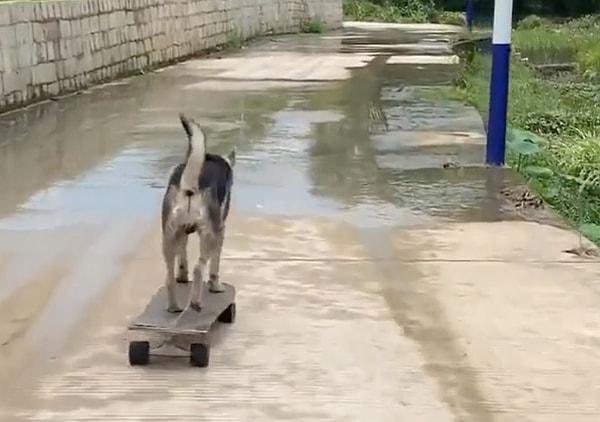 Bir köpeğin kaykayı ile sokak sokak gezdiği video sosyal medyada beğeni topladı.