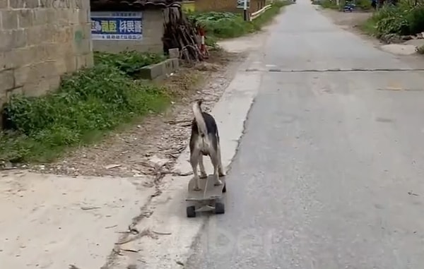 Yetenekli köpeğin, arada tuvalet molası verdikten sonra yoluna devam etmesi de dikkatlerden kaçmadı.