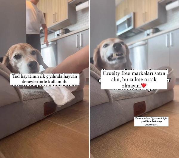Sosyal medyada paylaşılan ve gündem olan görüntülerde, Ted isimli bir köpeğin 5 yıl kadar hayvan deneylerinde kullanıldığı ve o deneylerden kurtarıldığı belirtildi.