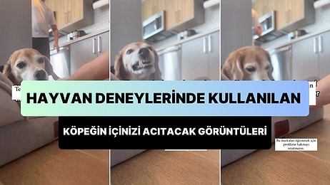 Hayvan Deneylerinden Kurtarıldıktan Sonra Anksiyete ile Mücadele Ettiği Belirtilen Köpek İçinizi Acıtacak