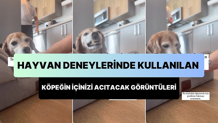 Hayvan Deneylerinden Kurtarıldıktan Sonra Anksiyete ile Mücadele Ettiği Belirtilen Köpek İçinizi Acıtacak