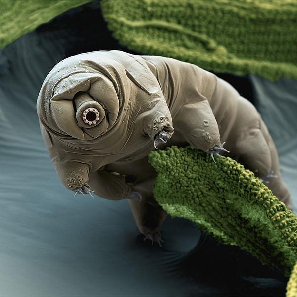 5. Tardigradın bu görüntüsü, küçük bir yosun parçasının üzerinde durduğunu bildiğinizde, bize bu canlıların ne kadar küçük olduğunu gösterir.