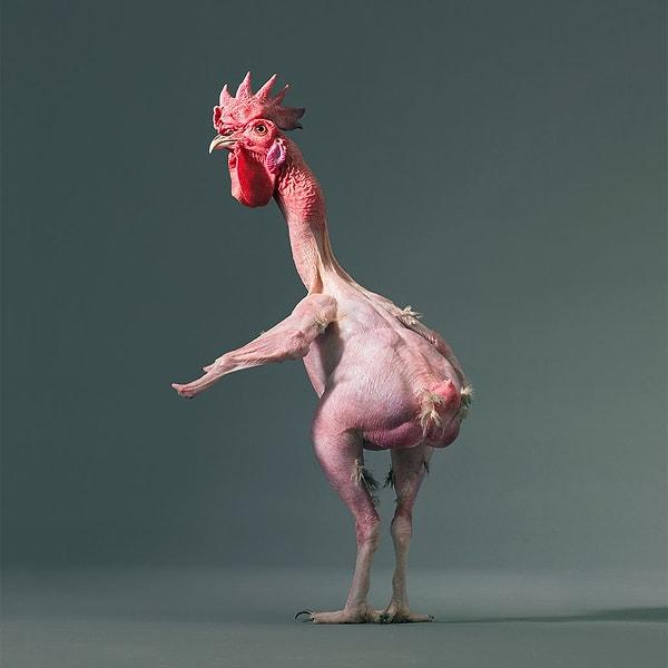 8. Genetik bir mutasyon sonucu tüysüz hale gelen tavuk.