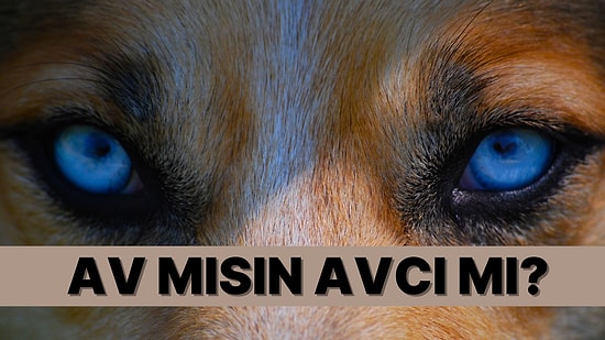 Sen Av mısın Avcı mı?