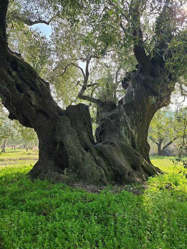 4. Binlerce yıl yaşayabilen zeytin ağacı çok uzun ömürlüdür.