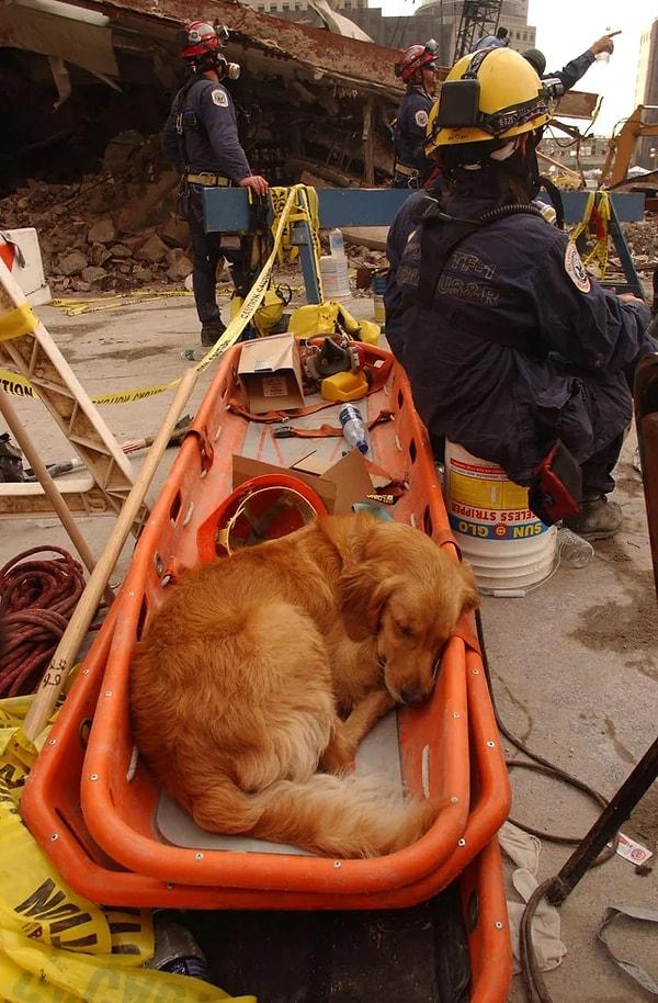 Dünya Ticaret Merkezi'nin kalıntıları arasında yorgunluktan uyuya kalan bir arama kurtarma köpeği. (21 Ekim 2001)