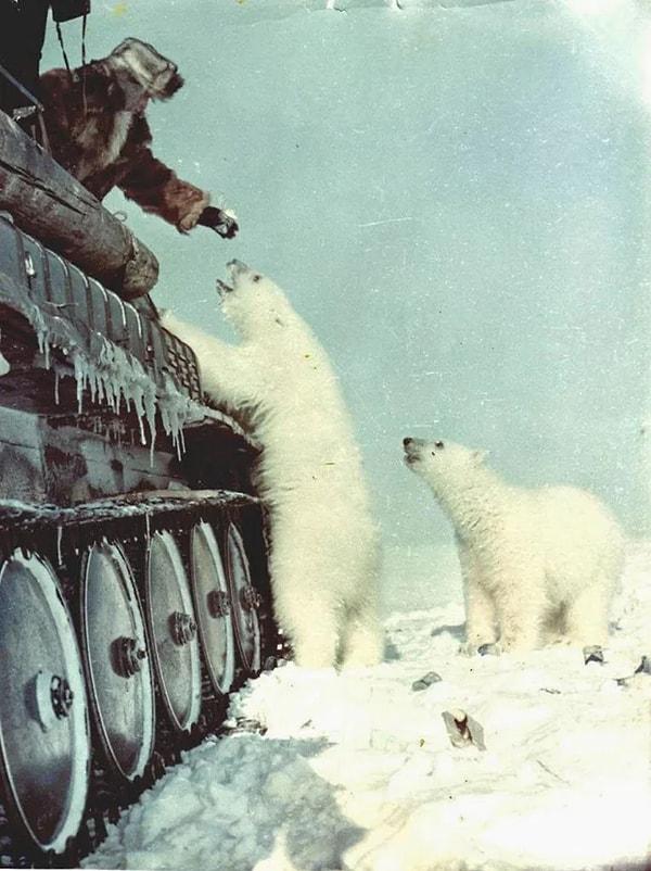 Sovyet tankçıları kutup ayılarına konserve süt verirken çekilmiş bir fotoğraf. (1950)