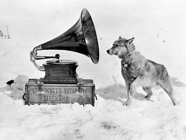 Gramofondan müzik dinleyen bir kızak köpeğinin fotoğrafı. (1911)