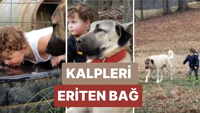 Amerikalı Bir Ailenin Sahiplendiği Anadolu Çoban Köpeği ile Evin Çocuğunun Kurduğu Bağ İçinizi Isıtacak