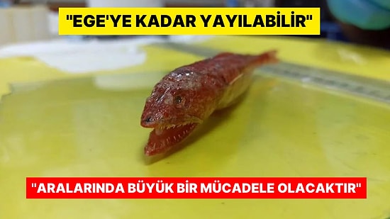 Bir Bu Eksikti! İlk Kez Akdeniz'de Görüldü: Üniversitede İncelemeye Alındı