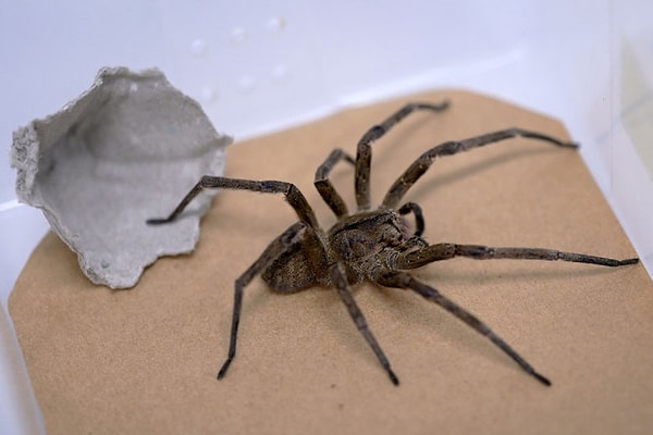 Vücudu kalın kahverengi tüylerle kaplı ve boyu 15 santimetreye kadar çıkan muz örümceği, kendi türü arasında dünyanın en zehirli örümceklerinden biri olarak biliniyor.