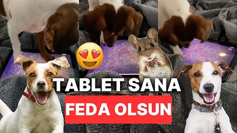 Tabletteki Fareyi Yakalamaya Çalışan Minnoş Köpeğin Eğlendiren Anları