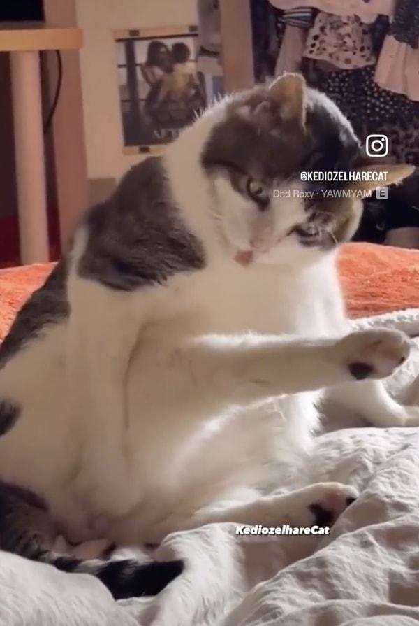 Şişko kedinin kilosundan bacağına yetişemediği anları gören sosyal medya kullanıcılarının yorumları çok güldürdü!