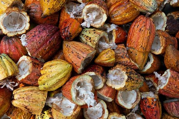 Kakao ağaçlarından üretilen çikolata, sıcak ve nemli iklimlerde gelişir. Soğuk havalarda büyüyemeyen kakao açları, uygun koşullarda 12 metre uzunluğa ulaşabilir ve ağaç başı 70 meyveye kadar üretebilir.