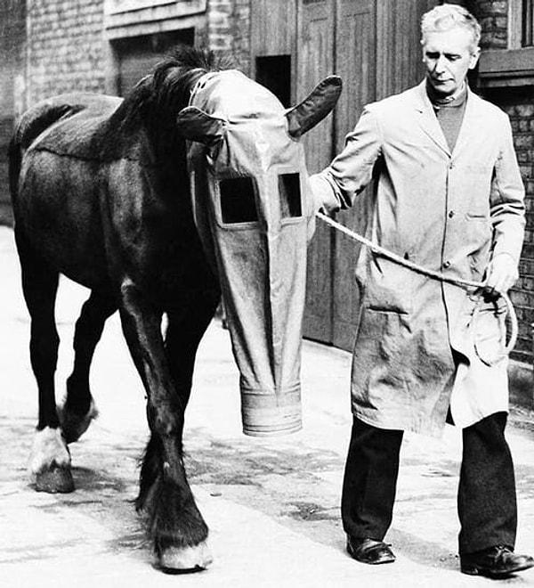 5. 1940 yılında, atları gaz saldırılarından korumak amacıyla hazırlanan gaz maskesi👇