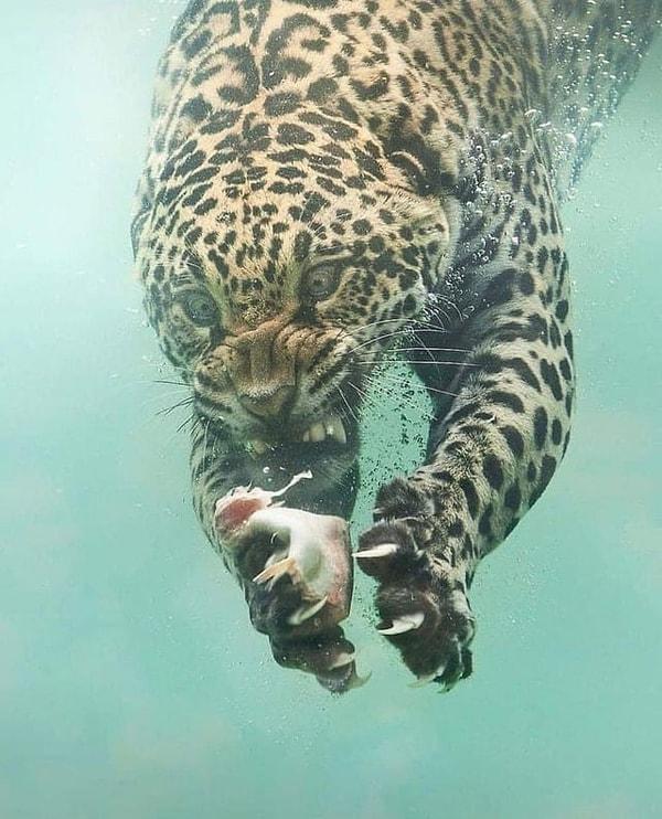 6. Bir jaguarın su altında yemeğini yakalayış anı👇