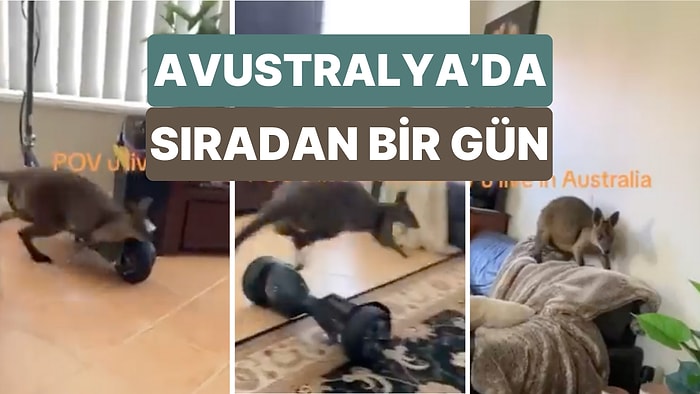 Avustralya'da Bir Eve Giren Yavru Kanguru Ev Sahiplerine Gergin Anlar Yaşattı