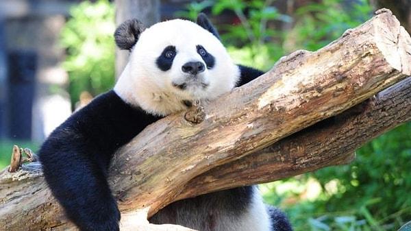 Dünyadaki pek çok canlının nesli tükenme tehlikesiyle karşı karşıya. Bu canlılar arasında biz en çok pandaların adının zikredildiğini duyarız ancak koalalar için de durum pek iç açıcı değil.
