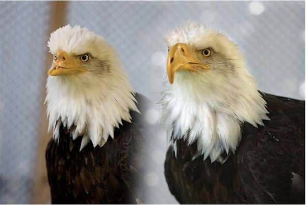 A bald eagle that had its beak damaged by a poacher, comparing its condition before and after receiving a prosthetic beak: