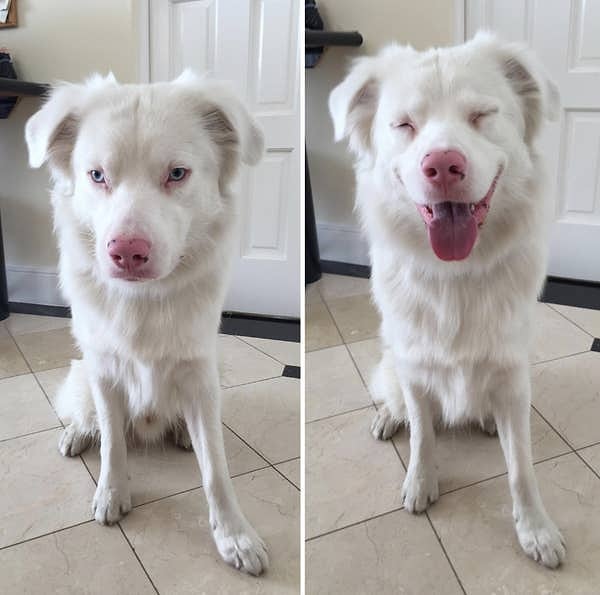 A deaf dog's response before and after his owner communicated "Good dog" through sign language: