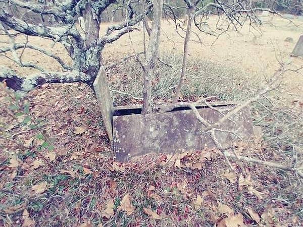 12. Mezarın içerisinden büyümüş ağaç.