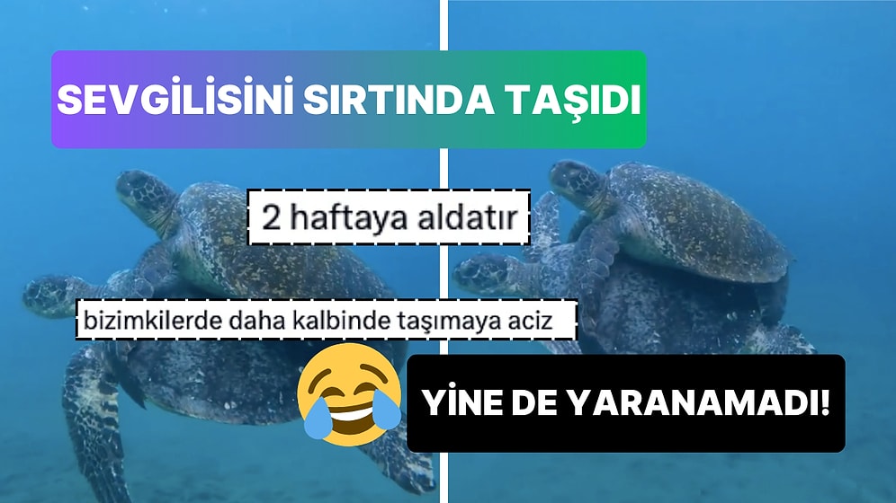 Sevgilisini Sırtında Taşıyan Kaplumbağa Aheste Aheste Yüzünce Aşkından Şüphe Ettirdi!