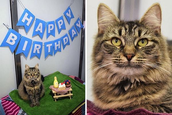 7. Birileri onu sahiplenir diye barınak çalışanları bu kedi için bir doğum günü partisi vermiş ama kimse gelmemiş. 🥺