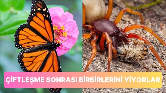 Bazı Hayvanların Çiftleşme Sonrasında Eşlerini Yediğini Biliyor muydunuz?