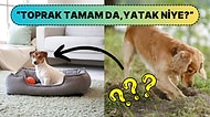 İçgüdüsel mi Yoksa Altında Bir Anlam mı Var: Köpekler Yatmadan Önce Neden Yataklarını Tırmalar?
