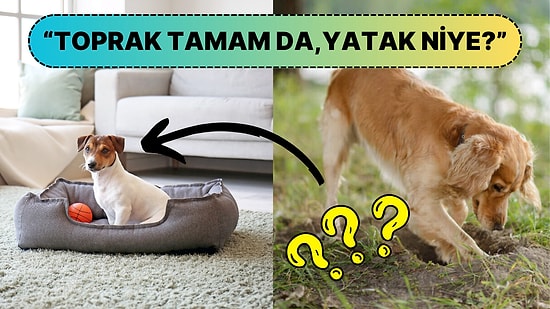 İçgüdüsel mi Yoksa Altında Bir Anlam mı Var: Köpekler Yatmadan Önce Neden Yataklarını Tırmalar?