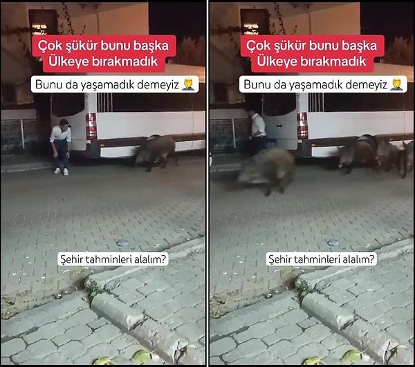 Konya'da yaşandığı iddia edilen olayda, bir vatandaş şehir merkezine inen domuzları korkutarak kaçırdı.