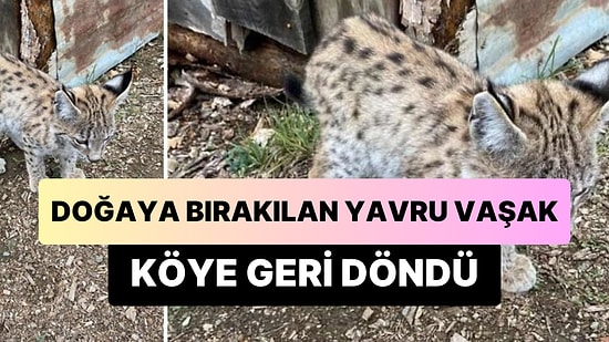 Doğaya Salınan Yavru Vaşak Köye Geri Döndü: 'Pisi Pisi Deyince Bakmıyor, Kedi Değil Bu'