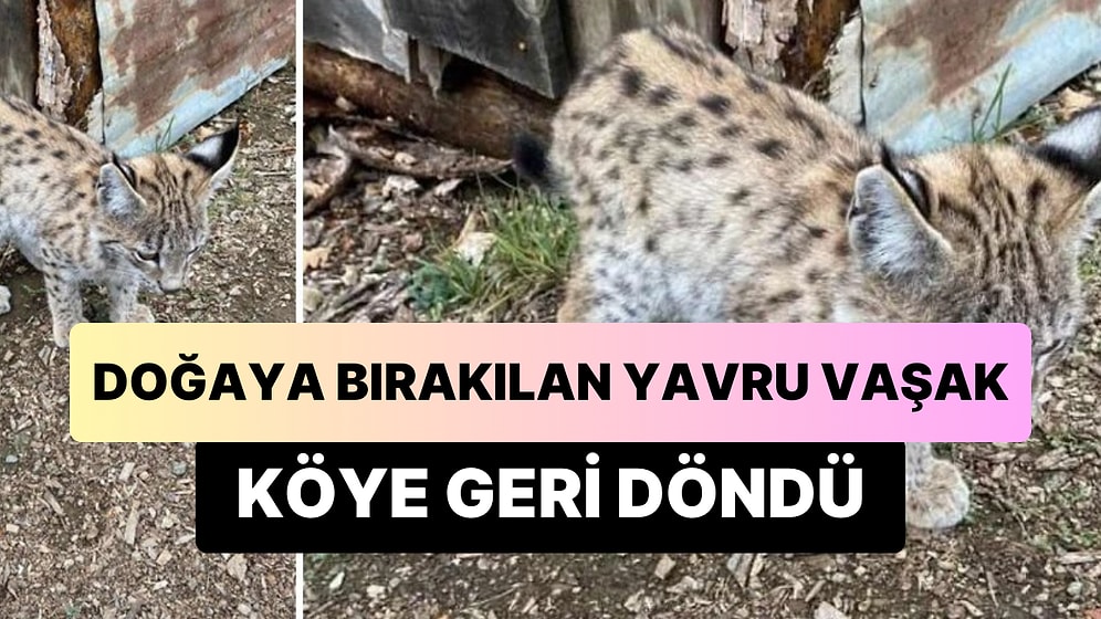 Doğaya Salınan Yavru Vaşak Köye Geri Döndü: 'Pisi Pisi Deyince Bakmıyor, Kedi Değil Bu'
