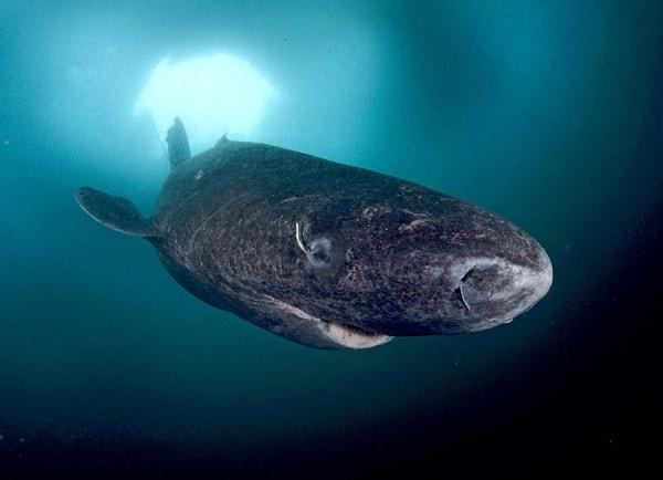 6. Grönland köpekbalığı etinin yenilebilir olması için fermente edilmesi gerekiyor.
