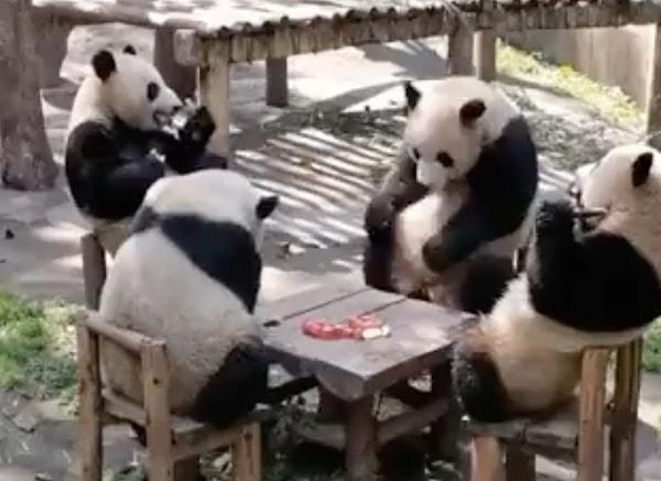 Pandaların o görüntüleri, kahvede oturan amcalara ya da parkta oturan teyzelere benzetildi.