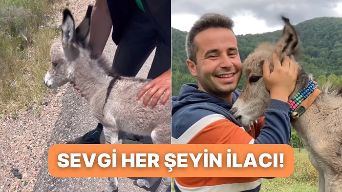 Yol Kenarına Terk Edilmişti Ancak Dünyanın En Mutlu Sıpası Oldu!
