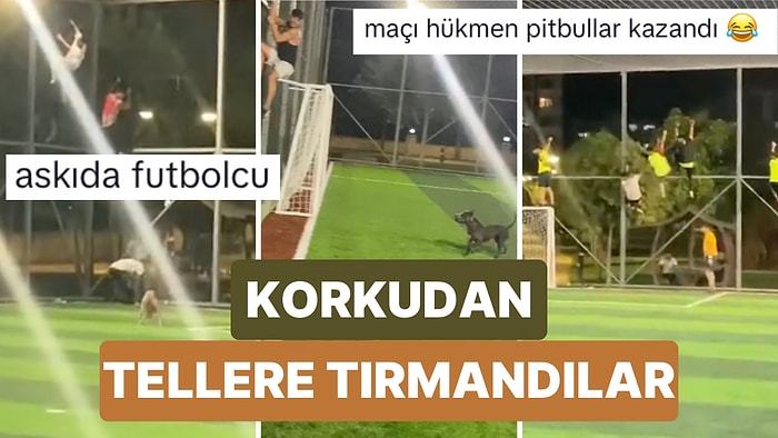 Bir Halı Saha Maçı Sırasında Sahaya Köpekler Girince Futbol Oynayan Gençler Tellere Tırmandı