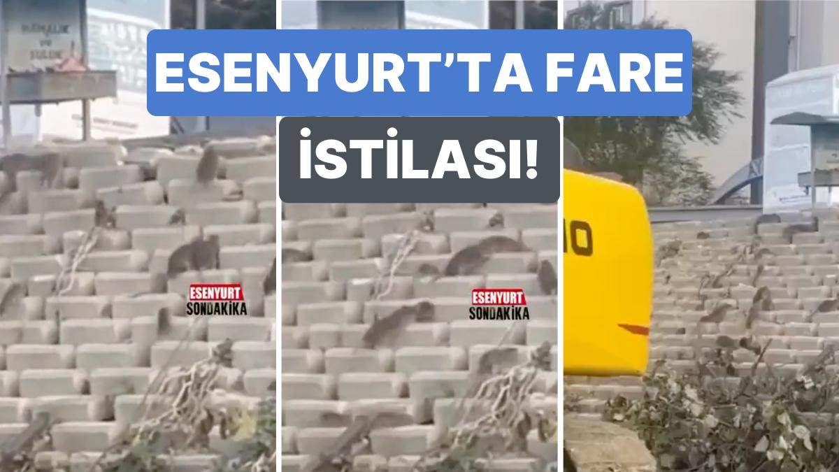 İstanbul'da Şaşırtan Görüntüler! Esenyurt'ta Bir Sokağı Lağım Fareleri Sardı