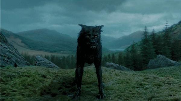 7. Rowling, "Harry Potter ve Ateş Kadehi"nde köpekleri seven yaşlı bir cadı karakterini tanıtmayı düşünmüştü.