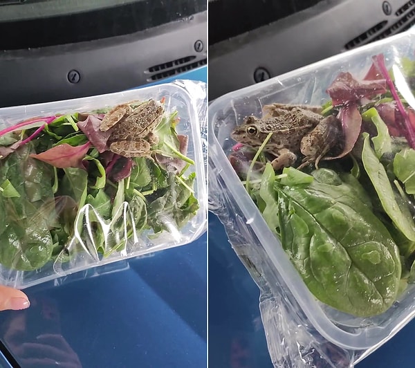 Marketten alışveriş yaptıktan sonra eve gelen kadın, aldığı salatanın içerisinde canlı ve hareket eden bir kurbağa gördü.