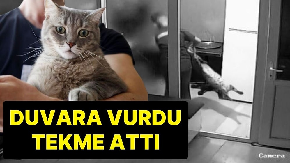 14 Yaşındaki Çocuk, Kendini Tırmaladığı Gerekçesiyle Minik Kediye Dehşeti Yaşattı