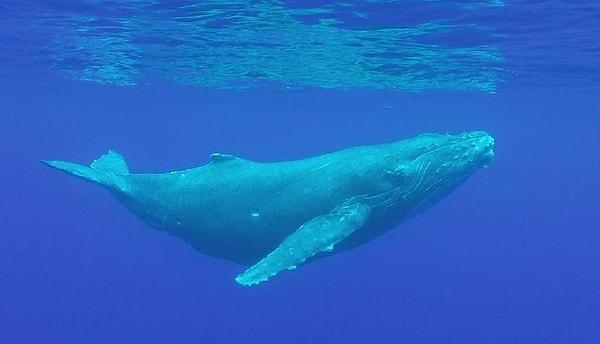 10. Mavi balinaların kalp atışları 3 kilometre öteden duyulabiliyor!