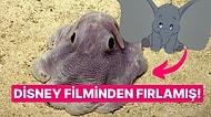 Koca Kulakları ve Sevimli Suratıyla İsmini Bir Disney Filmine Borçlu Olan Enteresan Ahtapot Türü