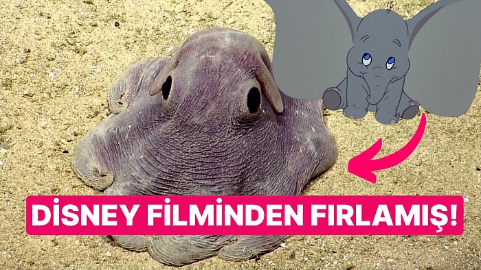 Koca Kulakları ve Sevimli Suratıyla İsmini Bir Disney Filmine Borçlu Olan Enteresan Ahtapot Türü