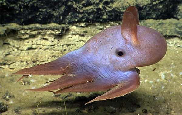 Enteresan ama bir o kadar sevimli dumbo ahtapotları (Grimpoteuthis) ile tanışın!