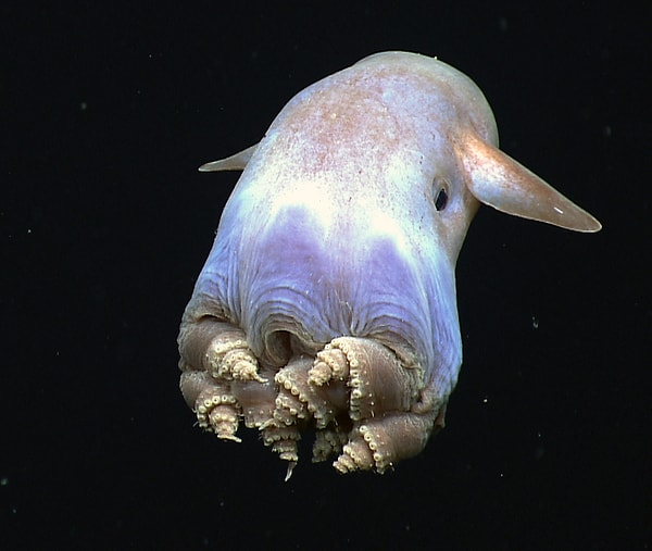 Yavaş canlılar olan dumbo ahtapotlar, küçük deniz canlıları, kabuklular vb. organizmalar ile beslenirler.